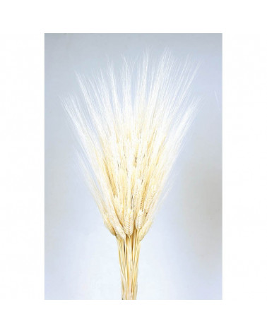 FLORA TRIGO BRANCO PURO BARBA