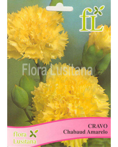 SEMENTE CRAVO CHABAUD AMARELO