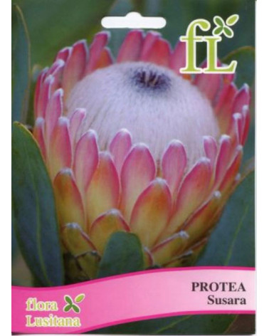 SEMENTE PROTEA SUSARA