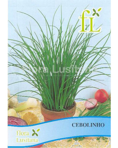 SEMENTE CEBOLINHO