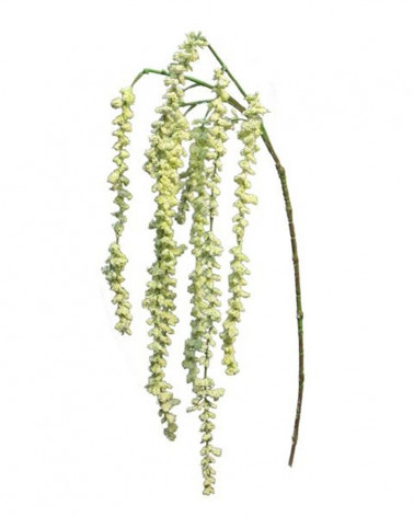 FLORA ASTE AMARANTUS CREME 105CM