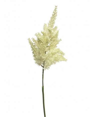 FLORA ASTE ASTIBE CREME 70CM