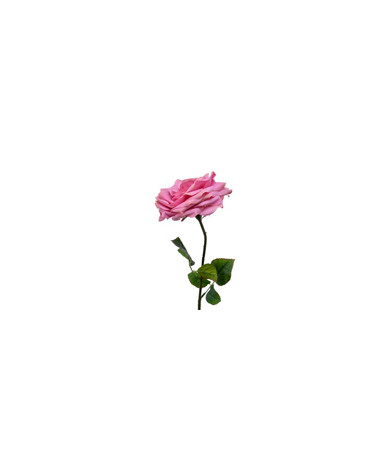 FLORA ASTE ROSA FUCHIA 53CM