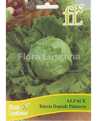 SEMENTE ALFACE BATAVIA DOURADA PRIMAVERA 10GR.