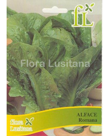 SEMENTE ALFACE ROMANA 10GR
