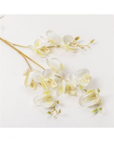 FLORA MINI ORQUIDEA X3 ASTES CREME