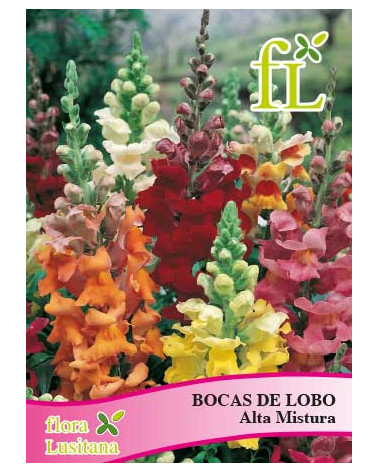 SEMENTE BOCA DO LOBO
