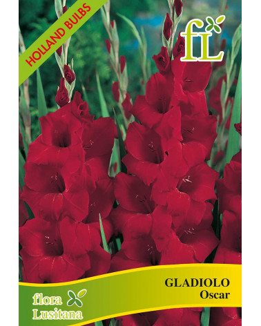 BOLBO GLADIOLO OSCAR