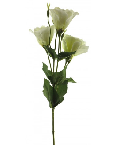 FLORA LISIANTO SPRAY CREME 53CM