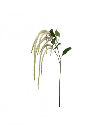 FLORA ASTE AMARANTHUS CREME 130CM