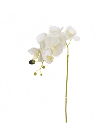 FLORA ASTE ORQUIDEA CREME X7 80CM