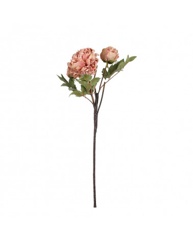 FLORA ASTE PEONY BEIGE X4 65CM