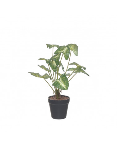 CASA PLANTA ARTIFICIAL SYNGONIUM 37CM 43528